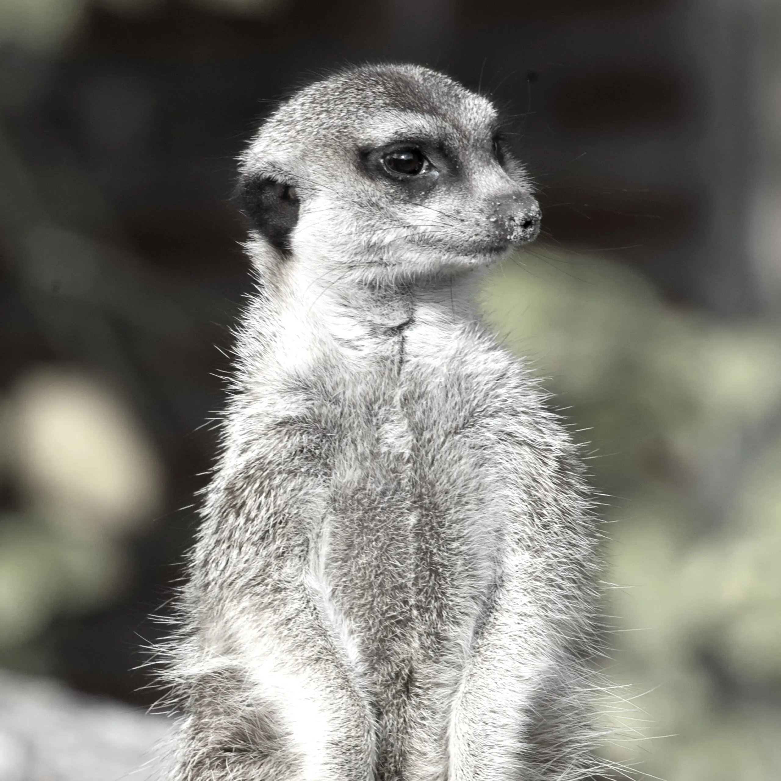 Wandbild (1616) Mercat 2 präsentiert: Tiere,Aus Afrika