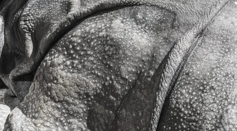  (1613) Backside präsentiert: Details und Strukturen, Sonstige Tiere, Tiere, Tiere