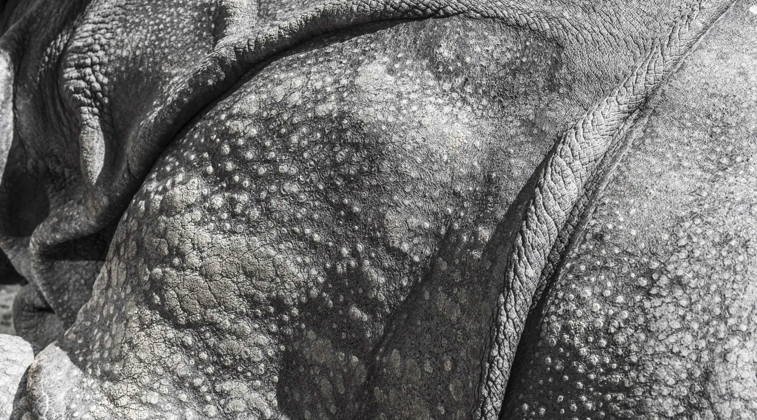 Wandbild (1613) Backside präsentiert: Details und Strukturen,Tiere,Sonstige Tiere,Tiere