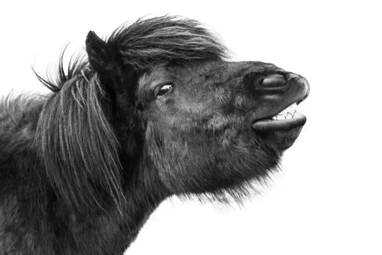 Laughing Horse