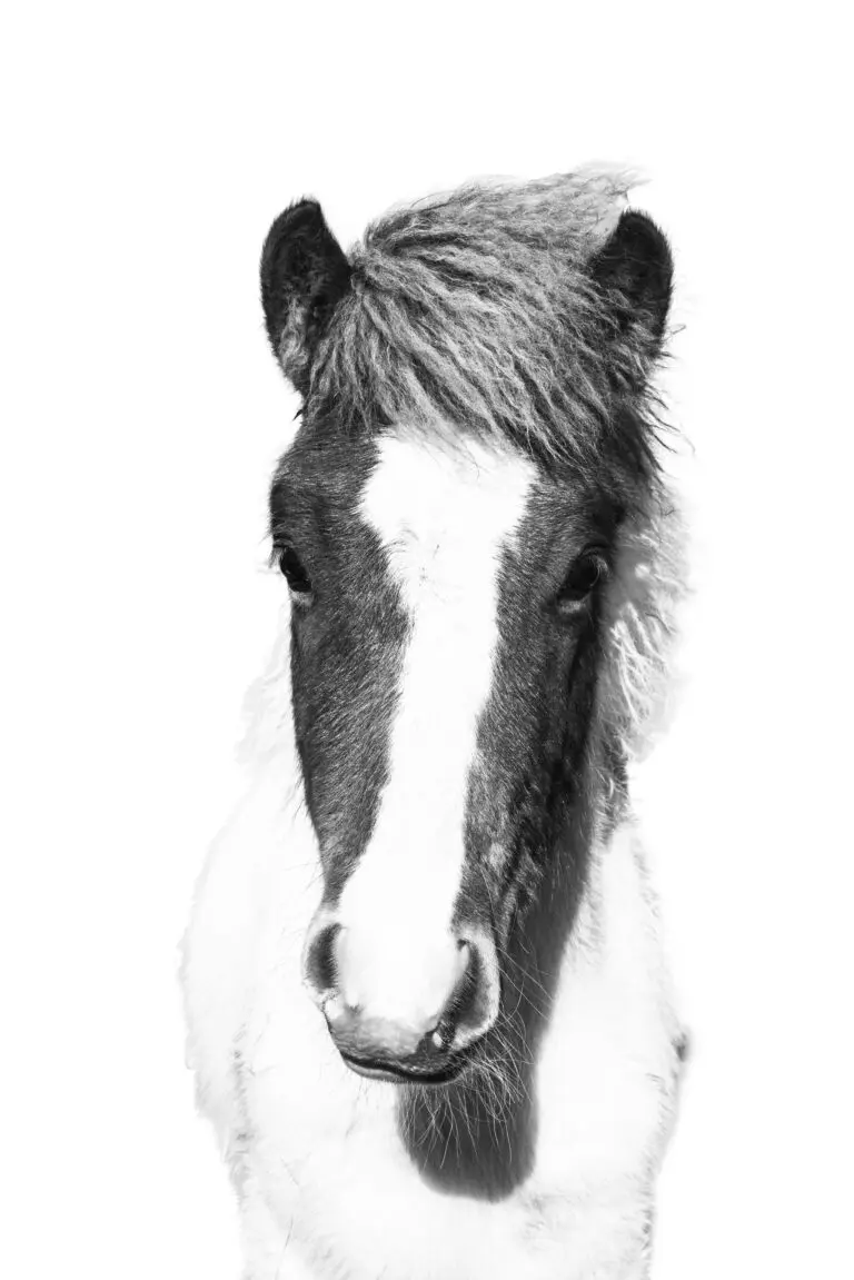 White Horse
