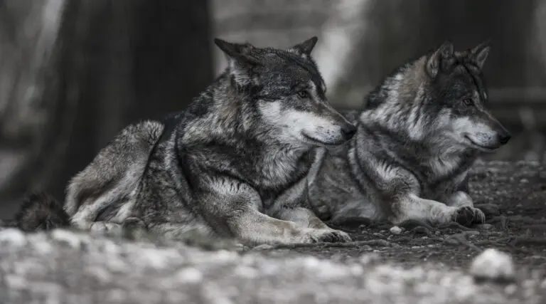 Wolfskin