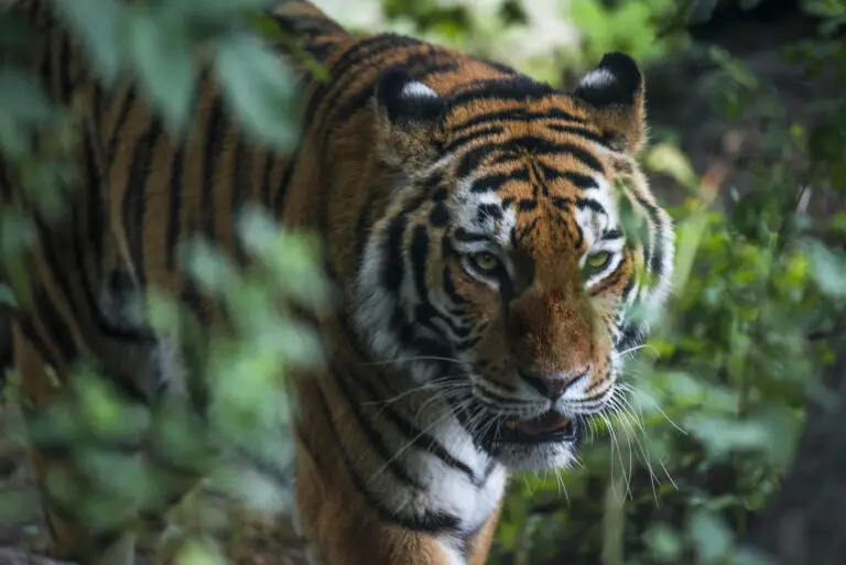  (1600) Hidden Tiger präsentiert: Tiere, Wildtiere