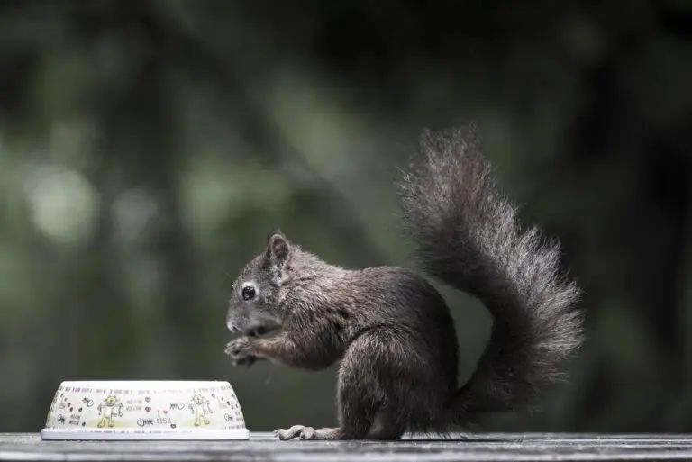  (1598) Eichhörnchen präsentiert: Tiere, Zen & Wellness