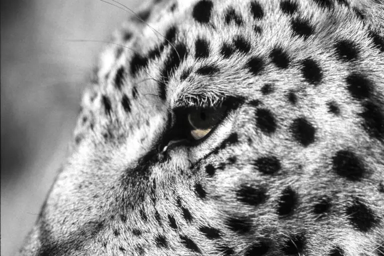 (1594) Cat Eye präsentiert: Aus Afrika, Tiere, Wildtiere