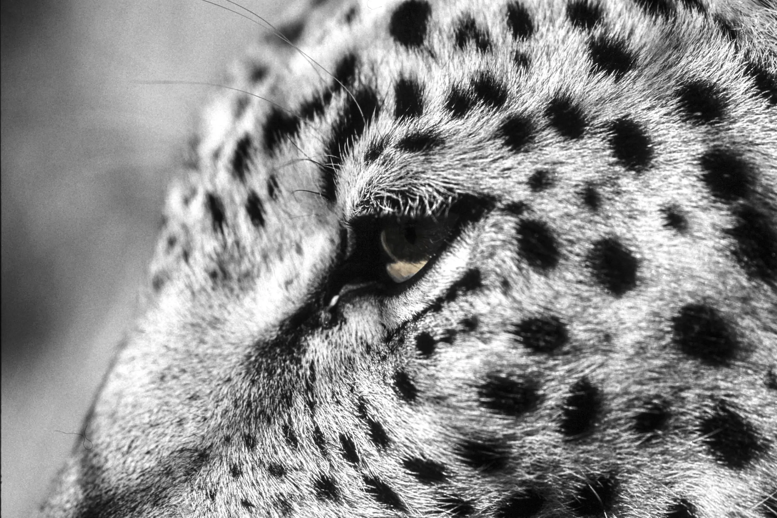 Wandbild (1594) Cat Eye präsentiert: Tiere,Aus Afrika,Wildtiere