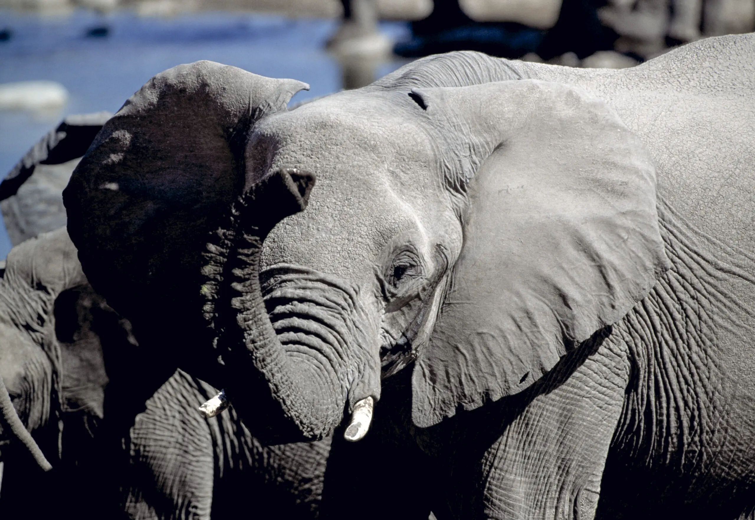 Wandbild (1642) Etoscha Elefant präsentiert: Tiere,Aus Afrika