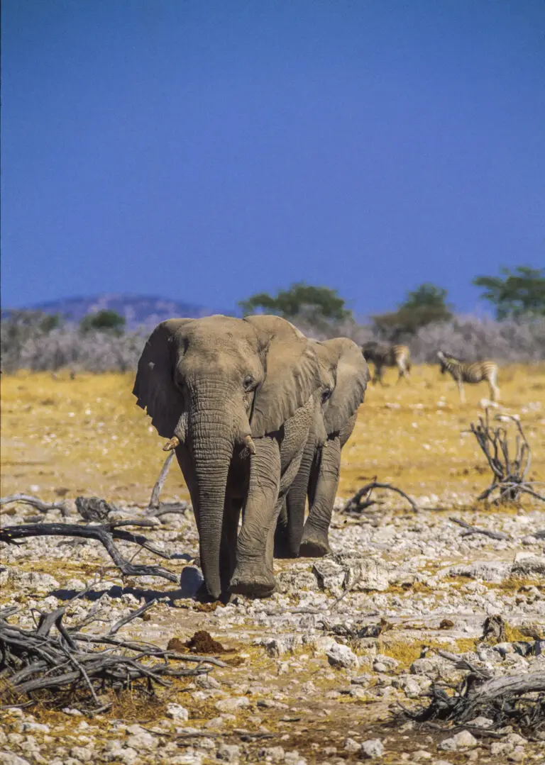  (1641) Elephantwalk präsentiert: Aus Afrika, Tiere