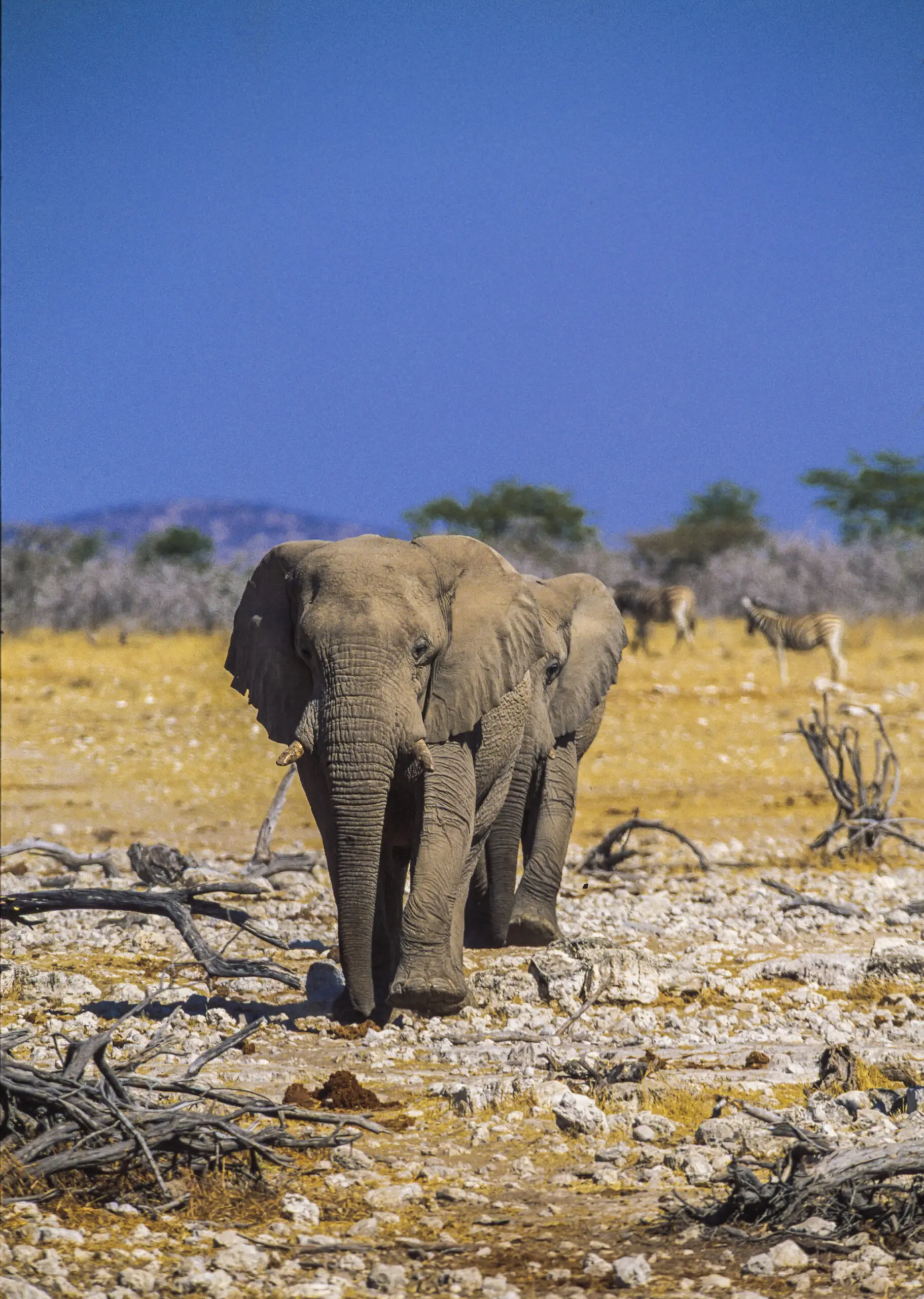 Wandbild (1641) Elephantwalk präsentiert: Tiere,Aus Afrika