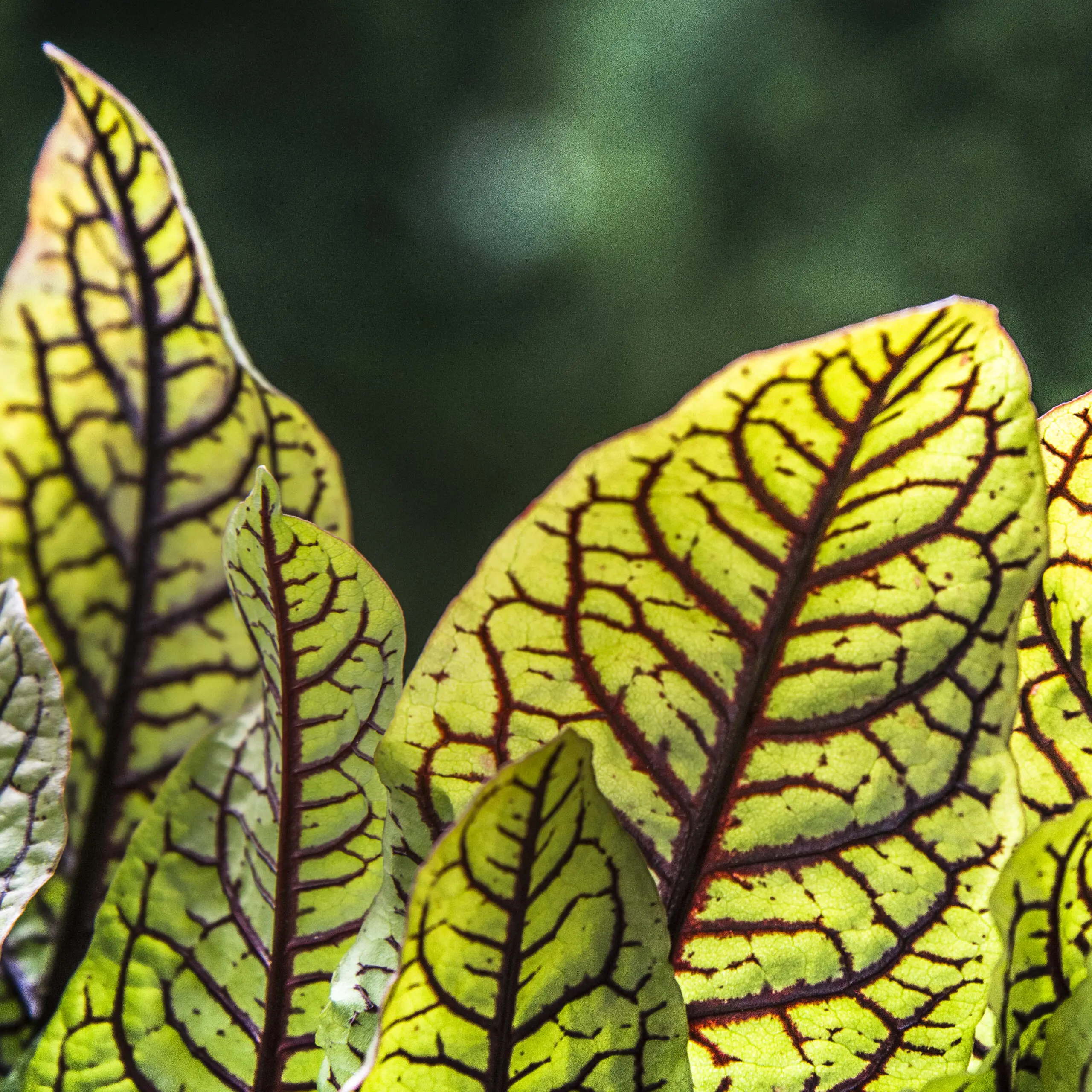 Wandbild (1624) Lebensader präsentiert: Natur,Blätter