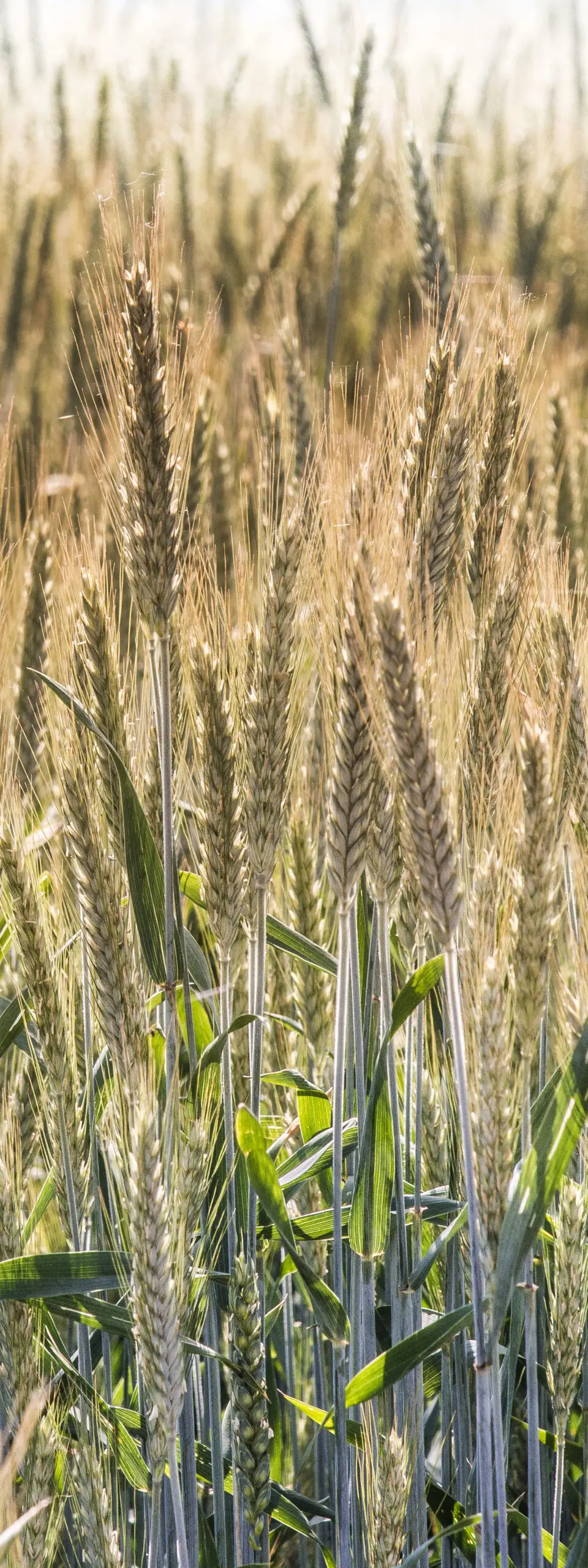 High Barley