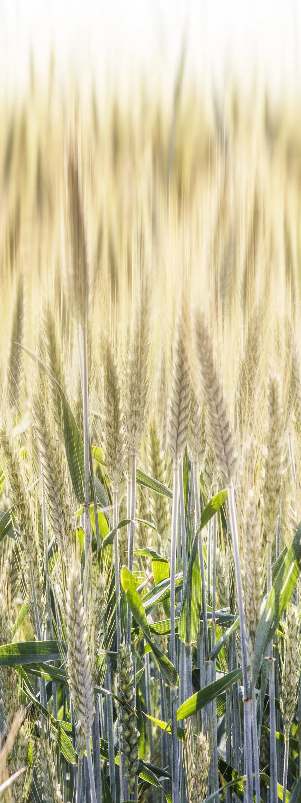 Wandbild (1620) Wind field präsentiert: Natur,Sonstige Pflanzen