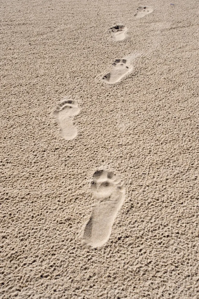  (1585) Sandy Track präsentiert: Kakteen, Makro