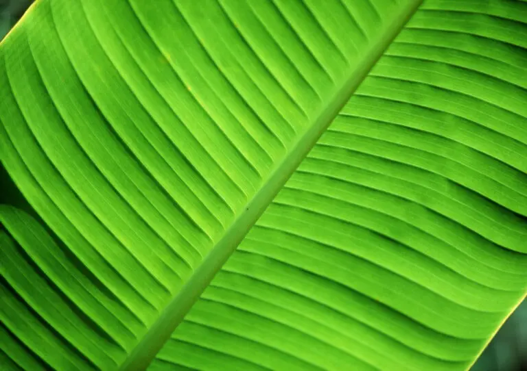  (1582) Green leave präsentiert: Blätter, Details und Strukturen, Makro, Natur