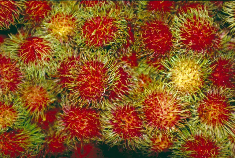  (1581) Spuky fruit präsentiert: Kakteen, Makro, Natur