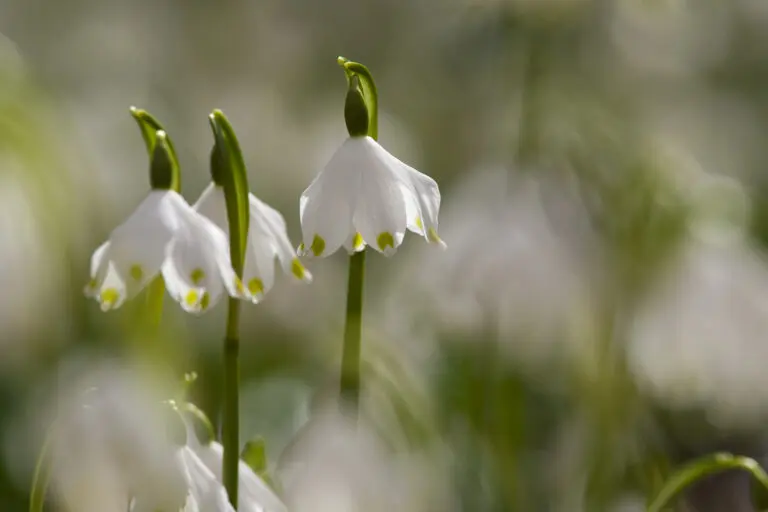  (1674) Maiglöckchen präsentiert: Blumen und Blüten, Natur