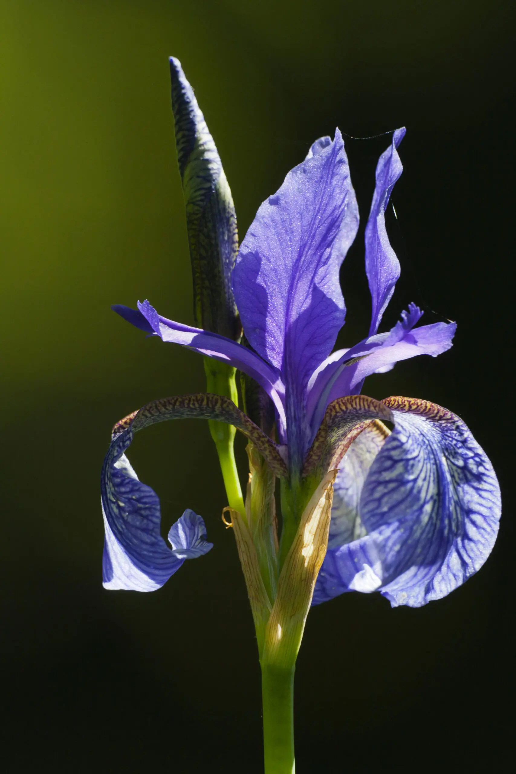 Wandbild (1675) Blaue Schwertlilie präsentiert: Natur,Blumen und Bl&uuml;ten