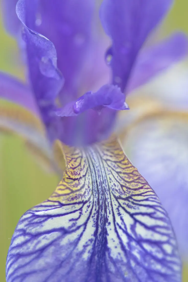  (1676) Schwertlilie 2 präsentiert: Blumen und Blüten, Natur