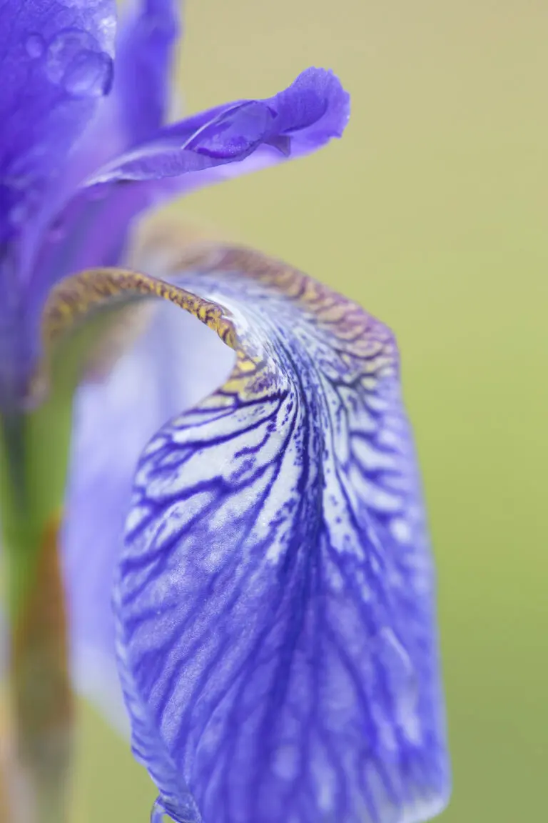  (1677) Schwertlilie 3 präsentiert: Blumen und Blüten, Natur