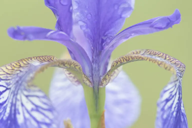  (1673) Blaue Iris präsentiert: Blumen und Blüten, Natur