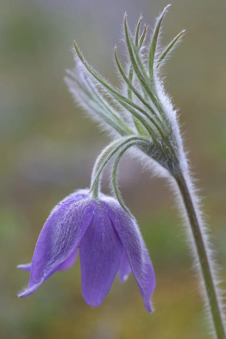  (1671) Kuhschelle präsentiert: Blumen und Blüten, Natur
