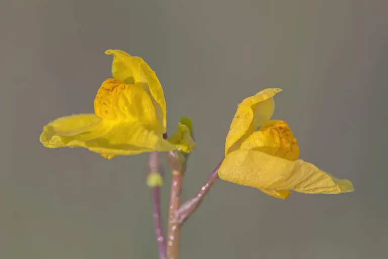  (1670) Wasserschlauch präsentiert: Blumen und Blüten, Natur