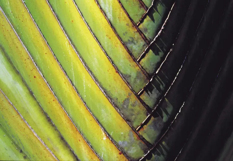 Green Palmtrunk