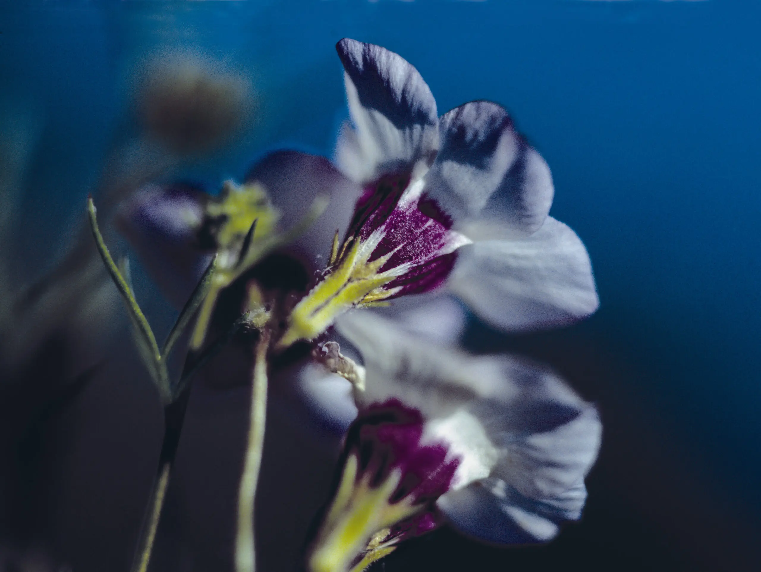 Wandbild (1997) blooming präsentiert: Natur,Blumen und Blüten