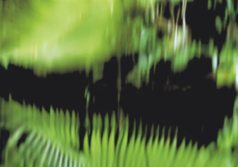  (1996) Green crocodile präsentiert: Abstrakt, Farne, Natur