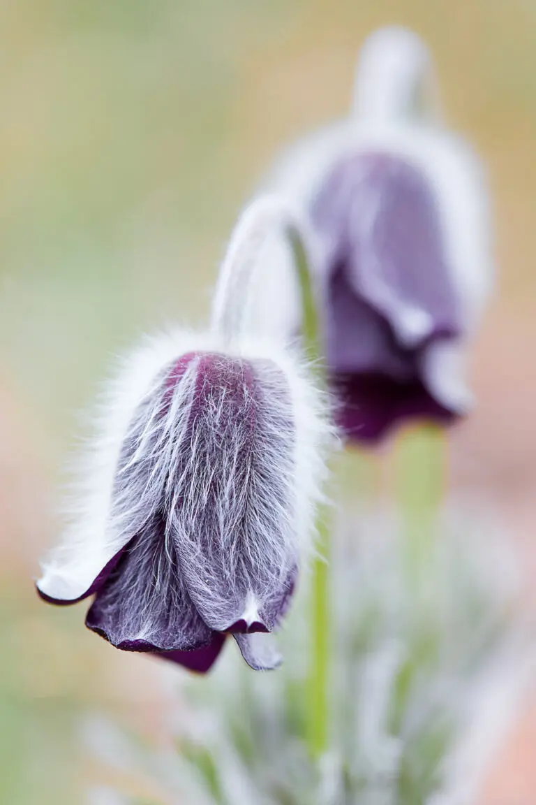  (1834) K präsentiert: Blumen und Blüten, Natur
