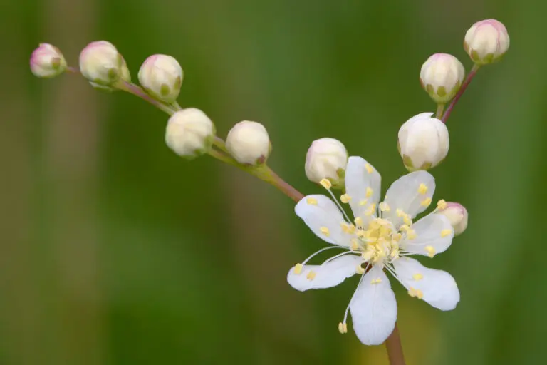  (1830) M präsentiert: Blumen und Blüten, Natur