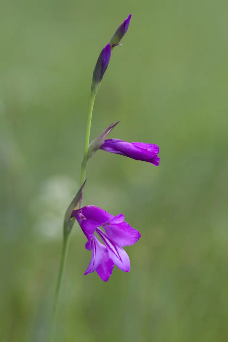  (1828) Siegwurz präsentiert: Blumen und Blüten, Natur