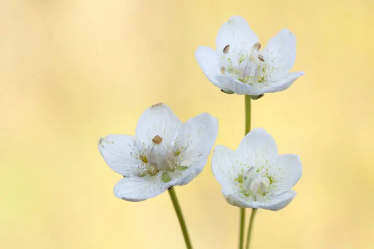  (1826) Herzbkatt präsentiert: Blumen und Blüten, Natur