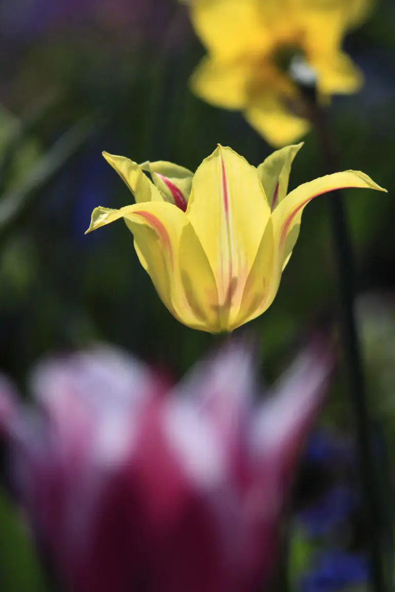  (1825) gelbe Tulpe präsentiert: Blumen und Blüten, Natur