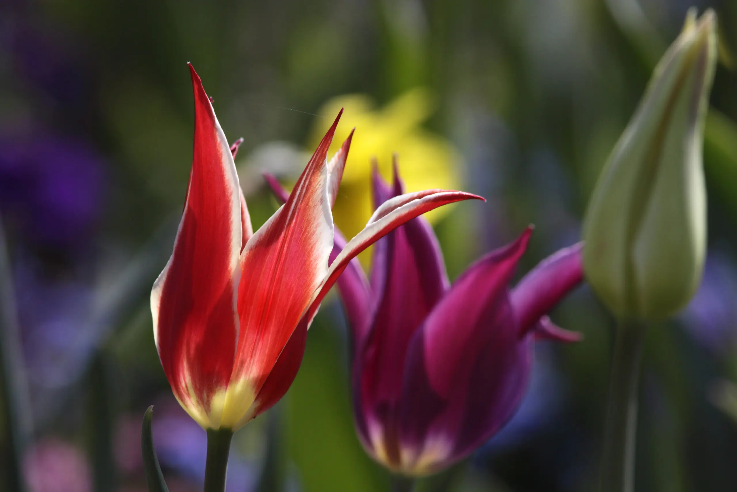 Wandbild (1847) rote Tulpen präsentiert: Natur,Blumen und Blüten
