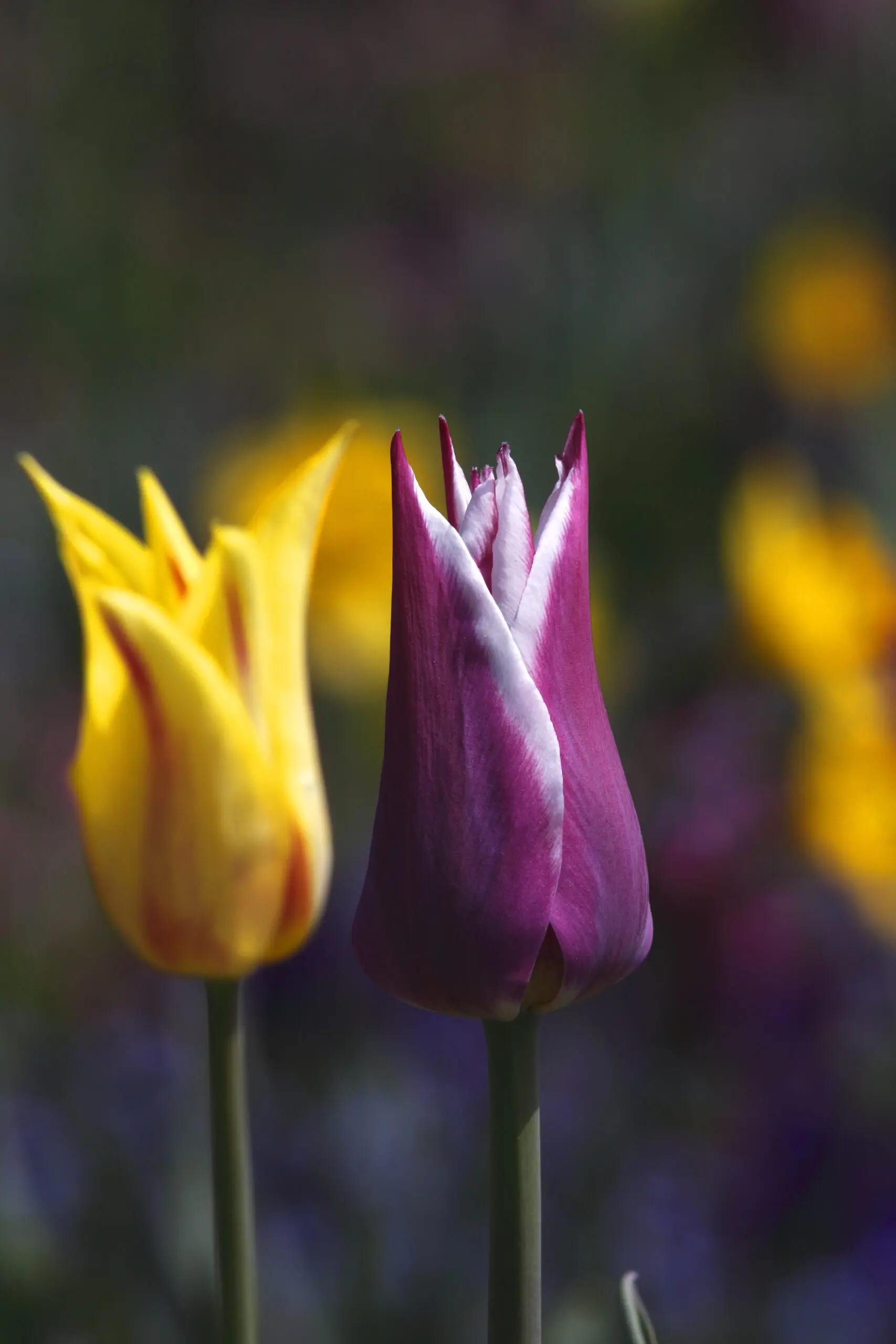 Wandbild (1846) Tulpen präsentiert: Natur,Blumen und Blüten
