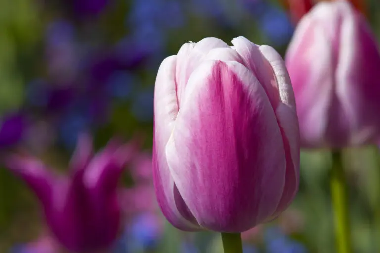  (1845) rote Tulpe präsentiert: Blumen und Blüten, Natur