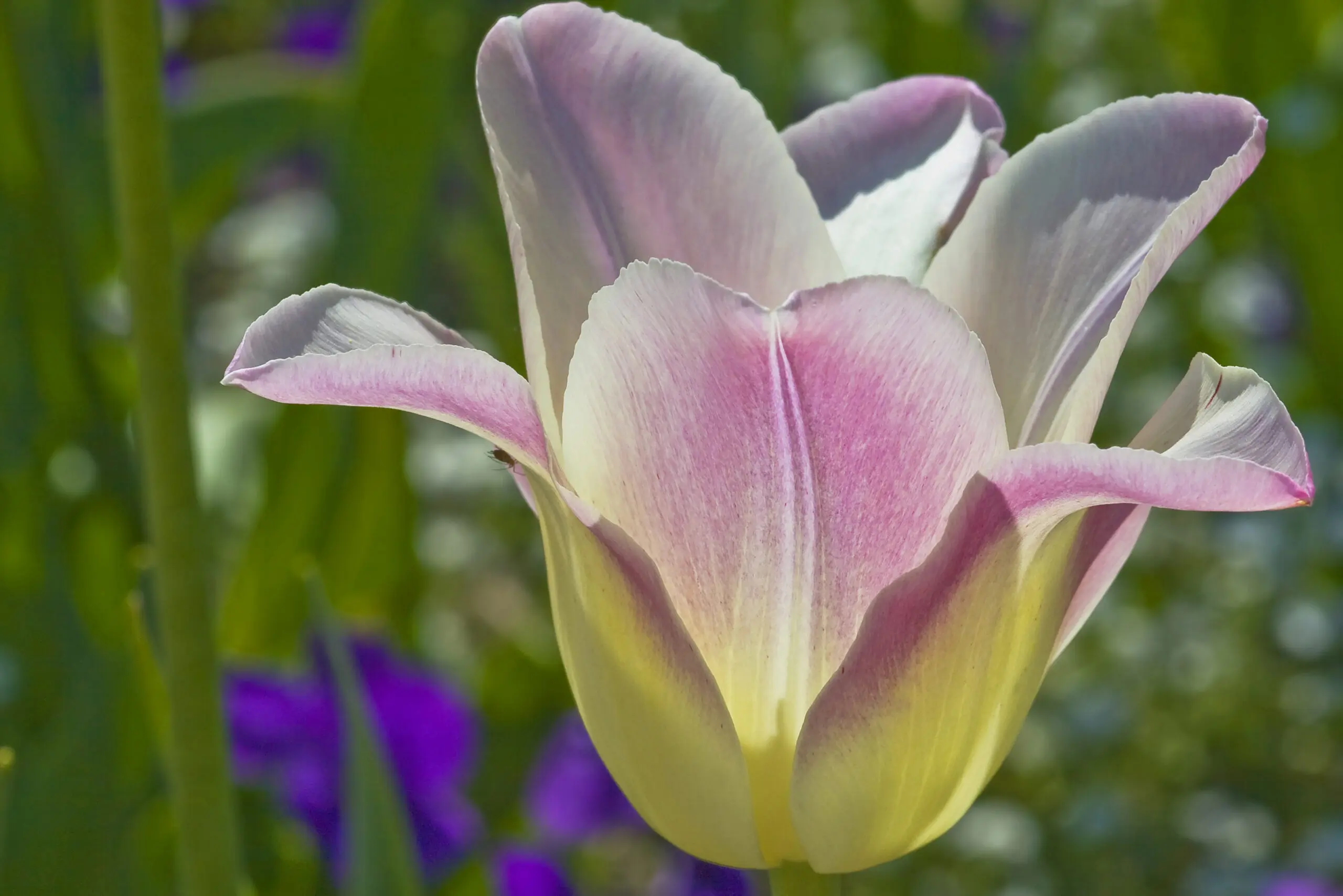 Wandbild (1844) Tulpenblüte präsentiert: Natur,Blumen und Blüten