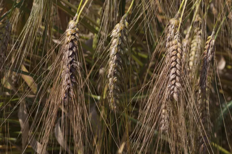  (1842) Weizen präsentiert: Natur, Sonstige Pflanzen