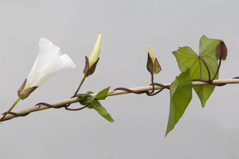  (1841) Winde präsentiert: Blumen und Blüten, Natur