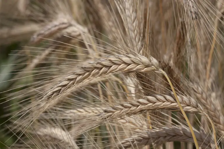  (1840) Weizen braun präsentiert: Natur, Sonstige Pflanzen