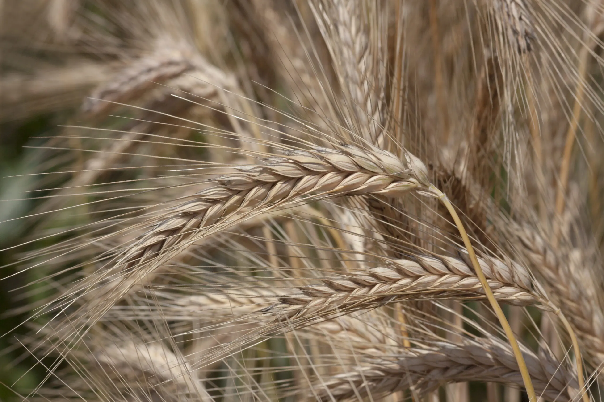 Wandbild (1840) Weizen braun präsentiert: Natur,Sonstige Pflanzen