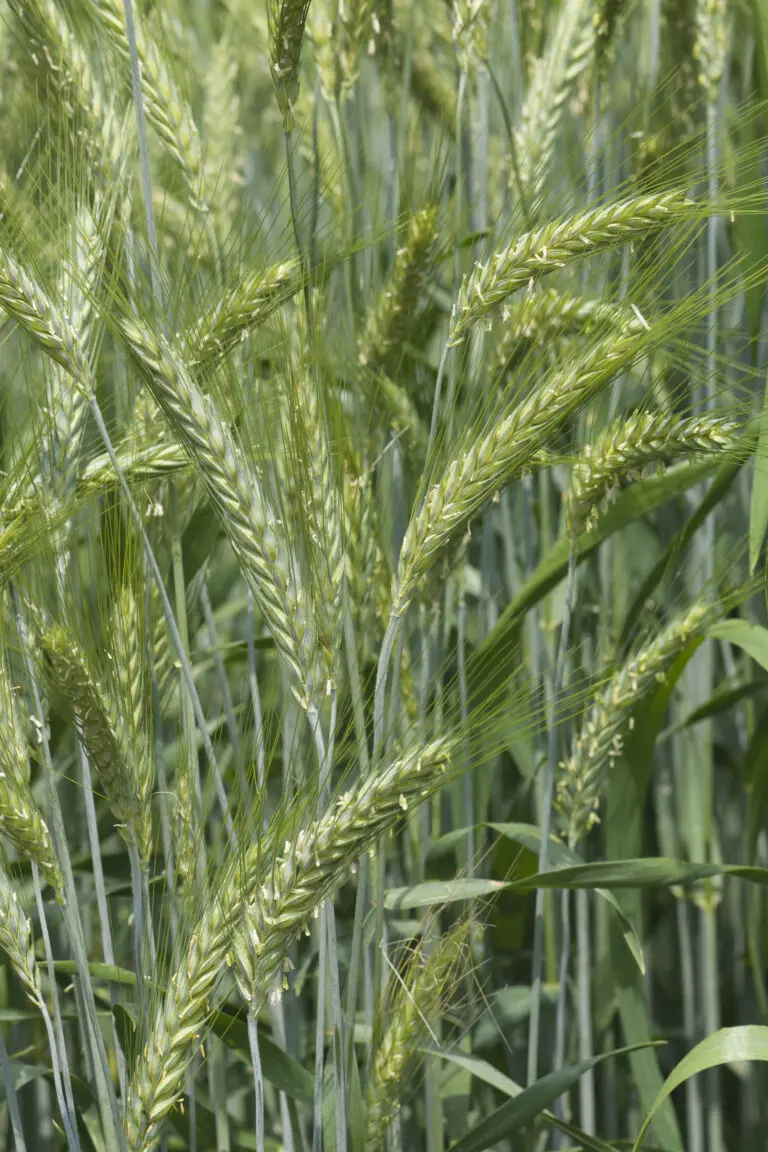  (1839) Grüner Weizen präsentiert: Natur, Sonstige Pflanzen