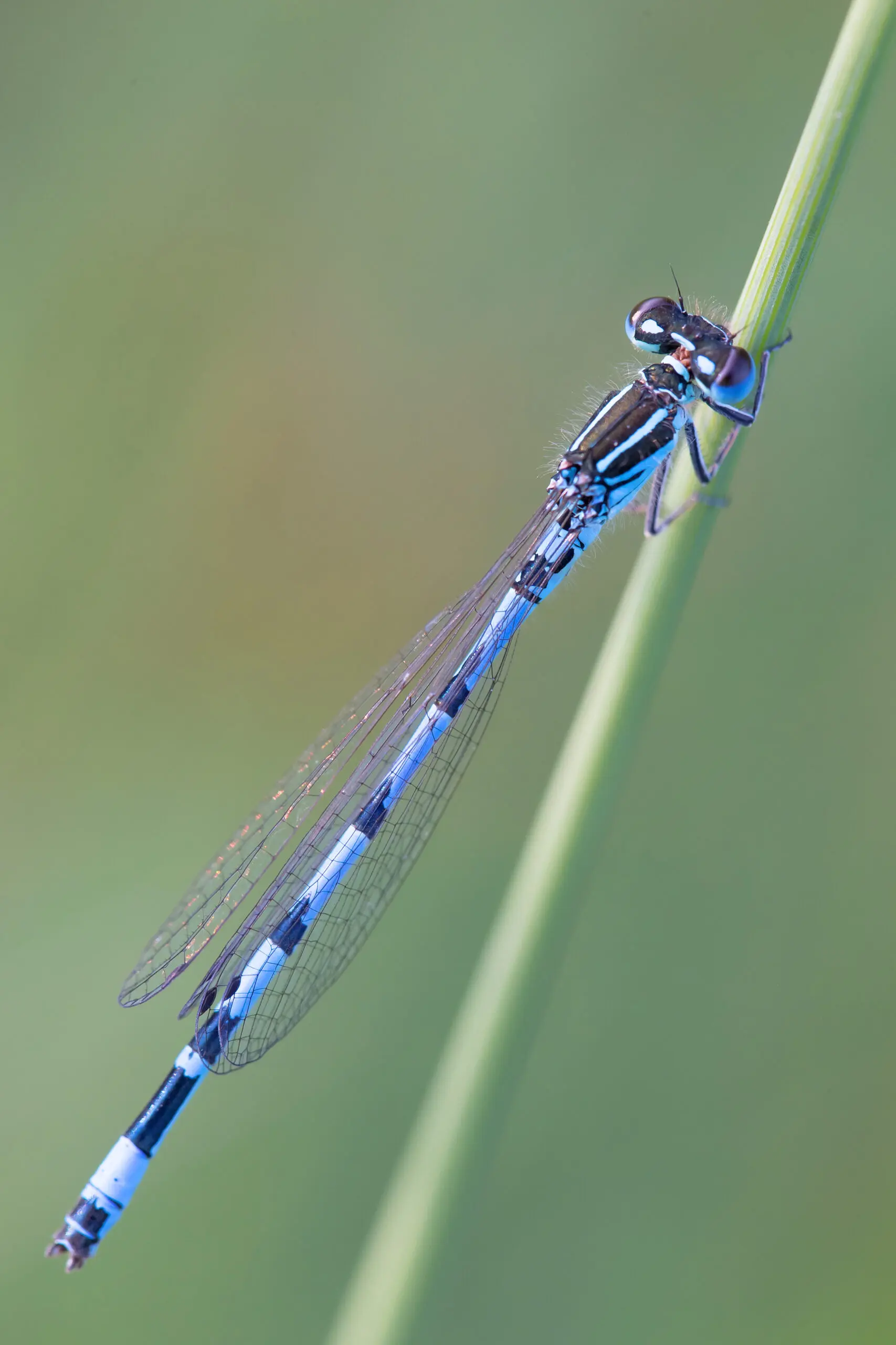 Wandbild (1864) Blaue Libelle 2 präsentiert: Tiere,Sonstige Tiere,Insekten,Libellen