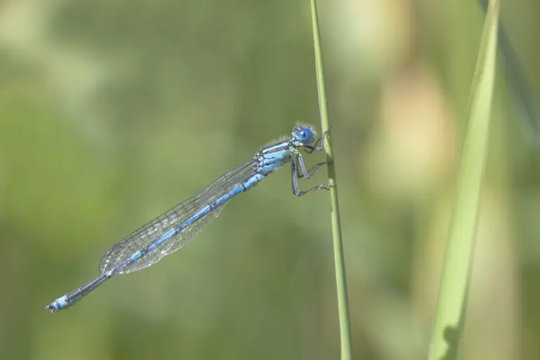  (1863) blaue Libelle präsentiert: Insekten, Libellen, Sonstige Tiere, Tiere