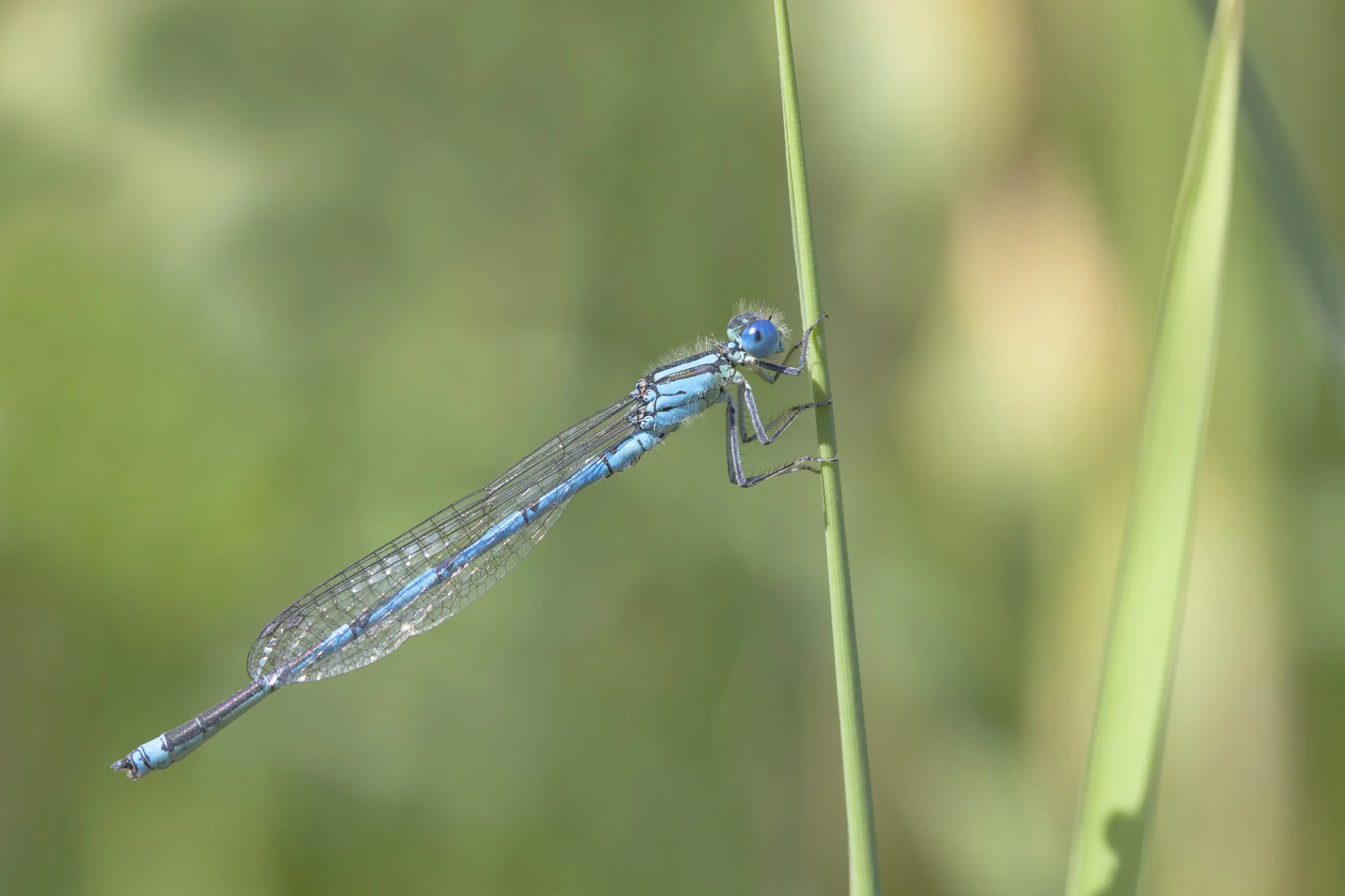 Wandbild (1863) blaue Libelle präsentiert: Tiere,Sonstige Tiere,Insekten,Libellen