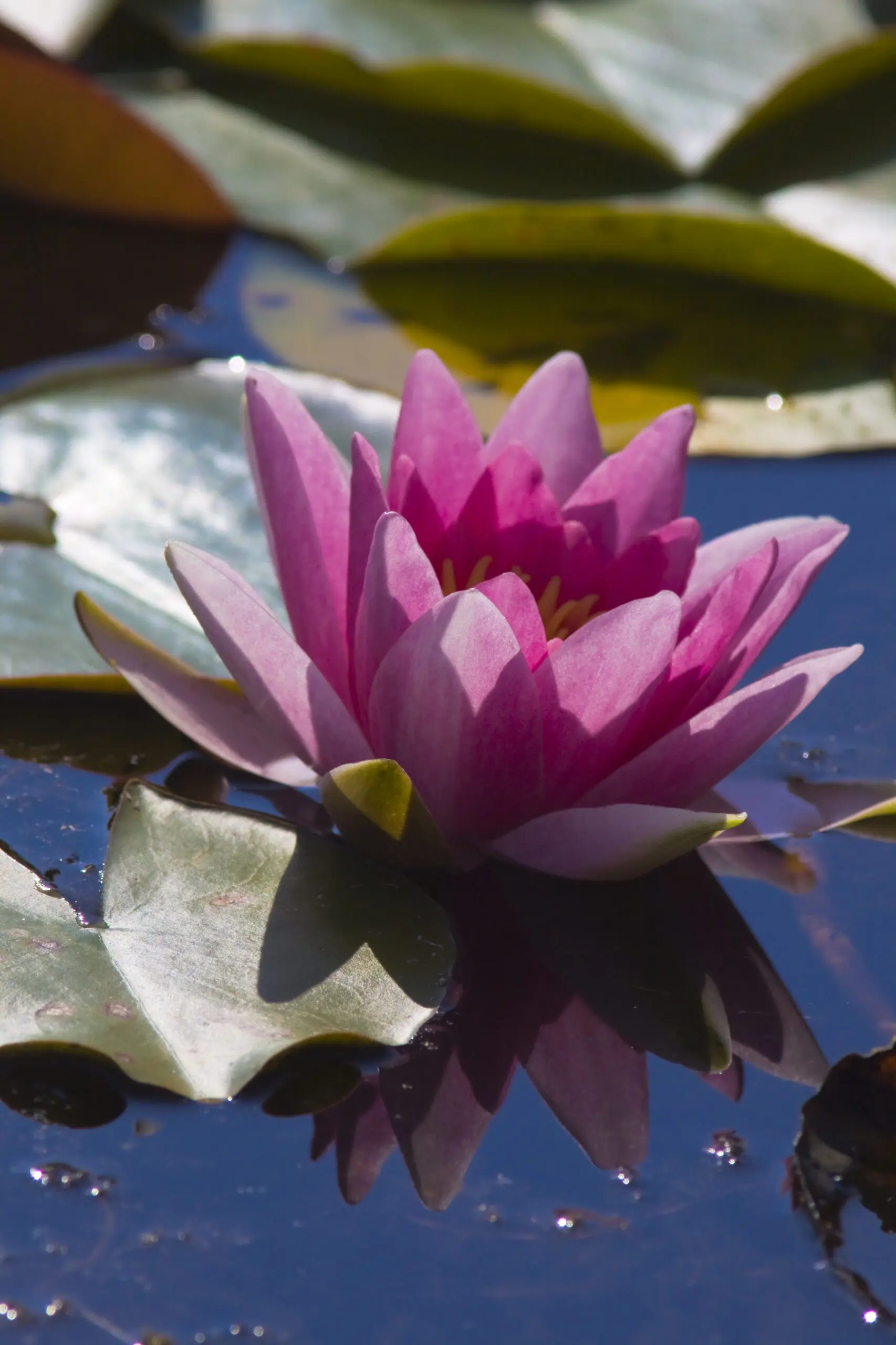 Wandbild (1861) rote Seerose präsentiert: Natur