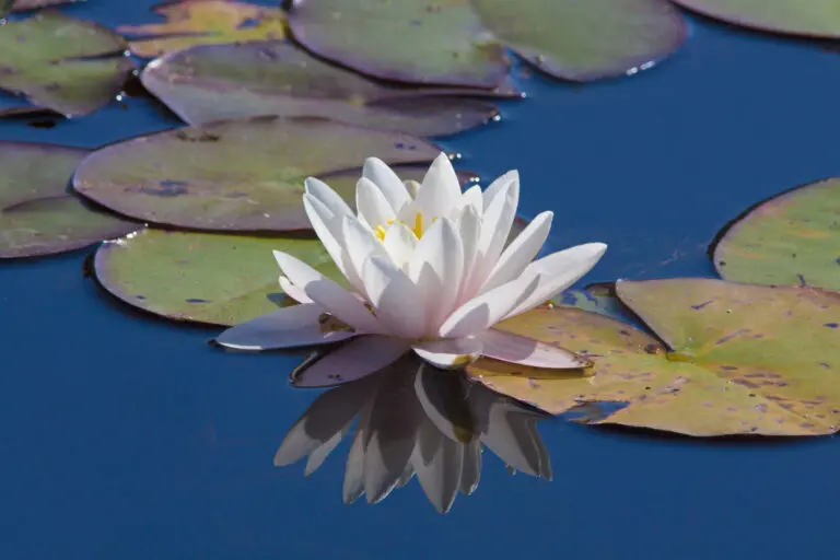  (1858) weisse Seerose präsentiert: Natur