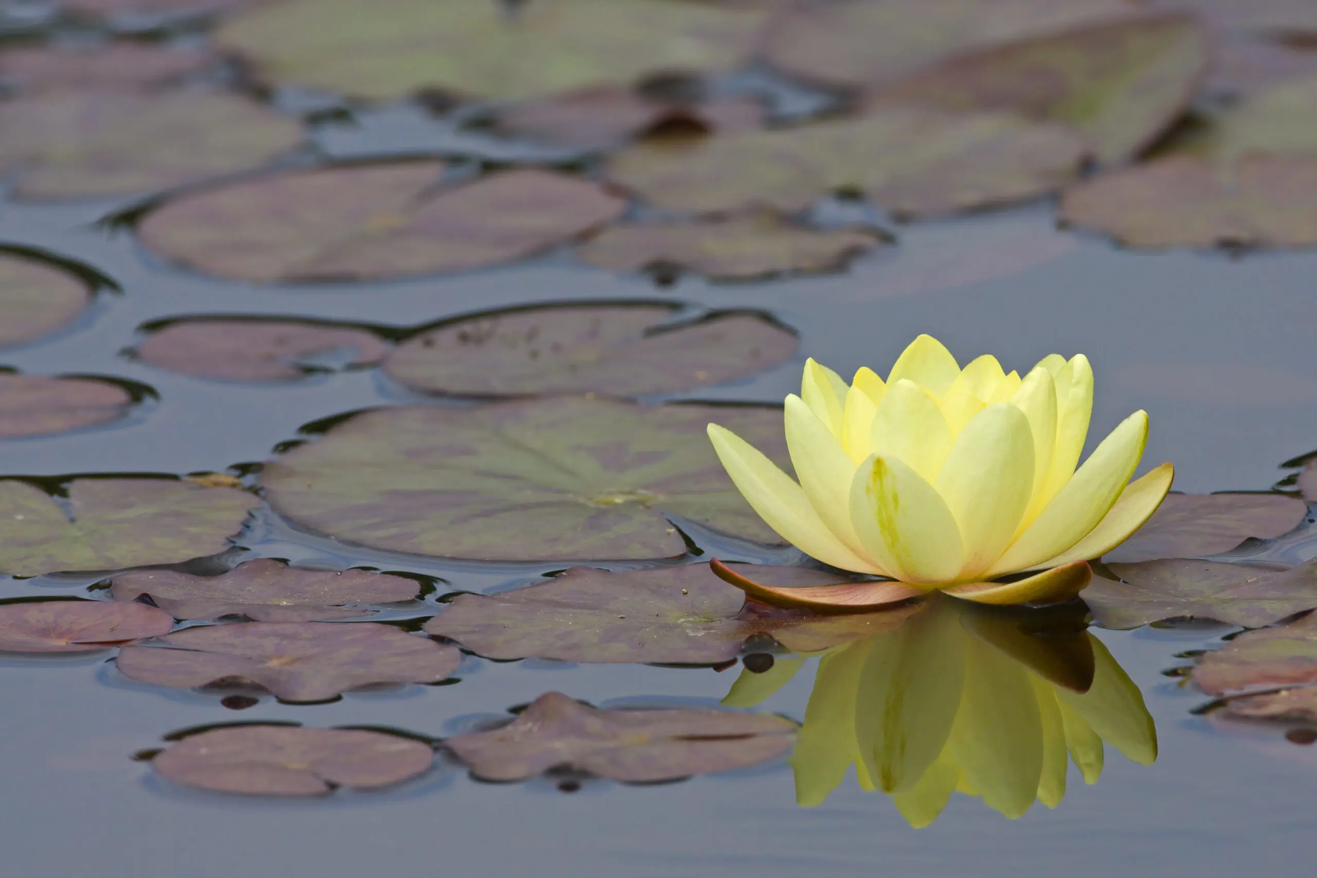Wandbild (1857) Gelbe Seerose präsentiert: Natur