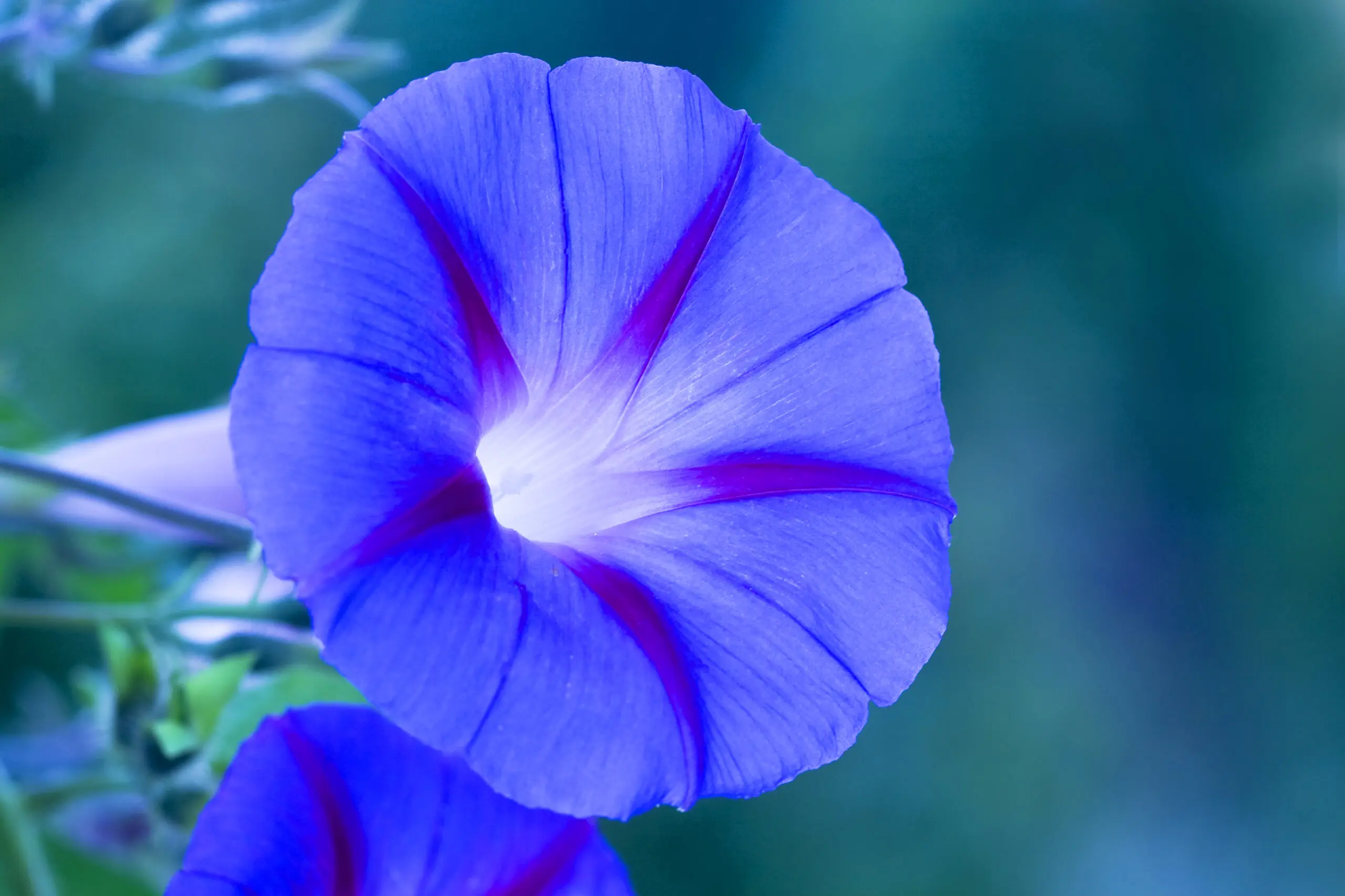 Wandbild (1856) Blaue winde präsentiert: Natur,Blumen und Blüten